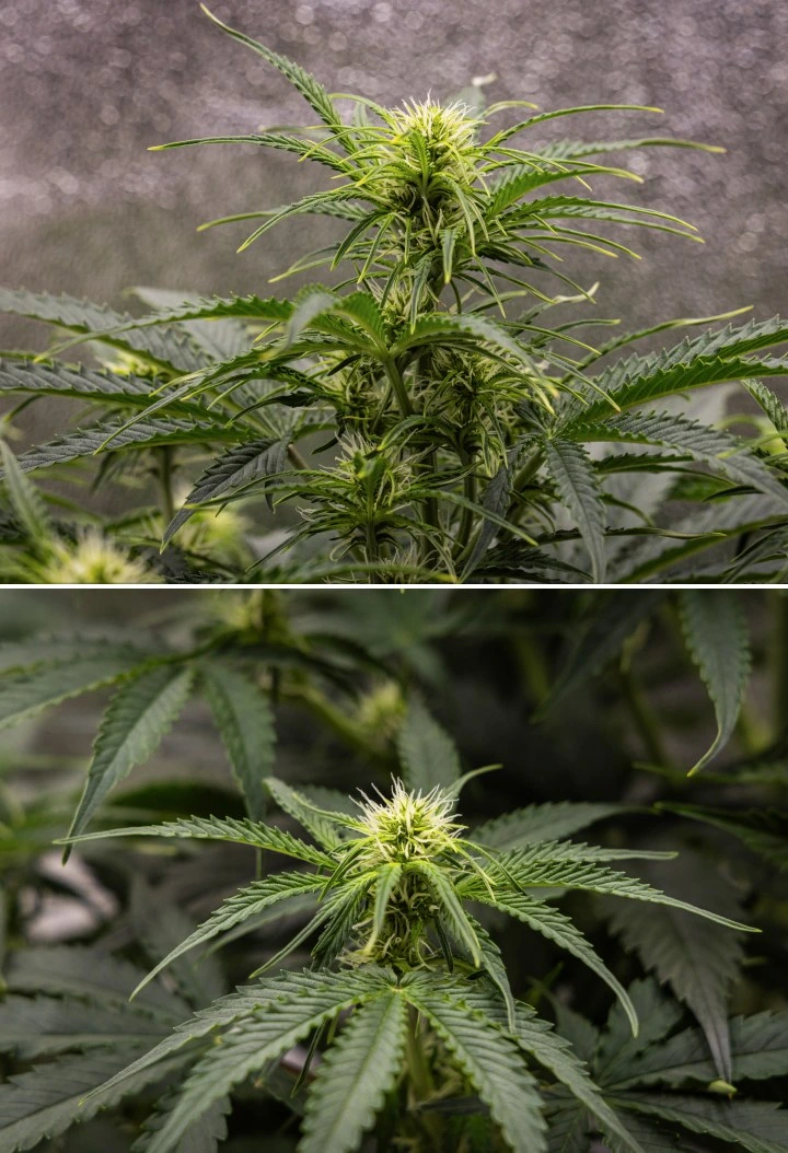 Raport z uprawy Gaia F1 – Tydzień 5 wzrost w fazie kwitnienia Roślina konopi Gaia F1 w 5. tygodniu rosnąca w glebie ze zdrowym wzrostem w fazie kwitnienia w warunkach indoor