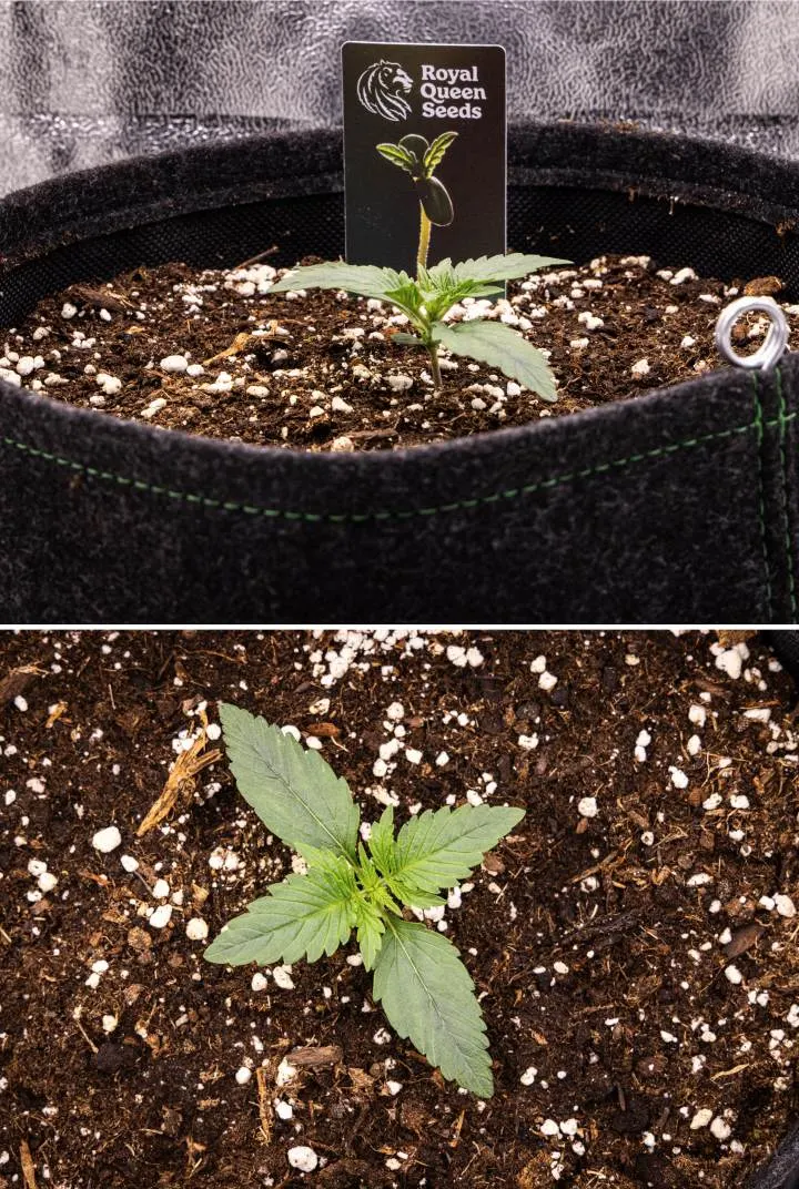 Raport uprawy Gaia F1 – Tydzień 1 Etap siewki Sadzonka konopi Gaia F1 w 1. tygodniu rosnąca w ziemi, z rozwijającymi się pierwszymi liśćmi właściwymi i zwartą wczesną strukturą w warunkach indoor