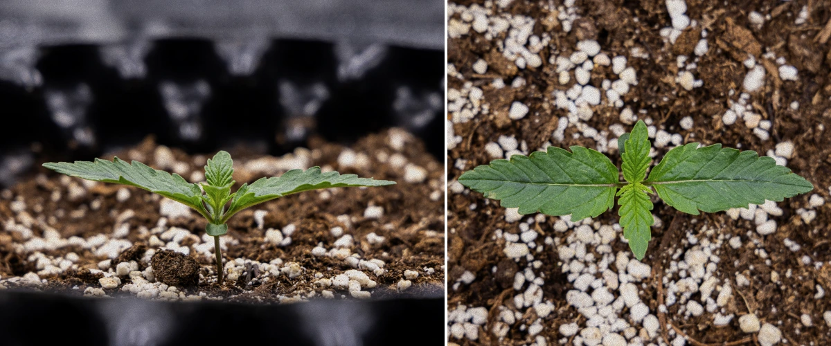 Pěstební Report GOAT'lato Auto – Týden 1 Fáze Sazenice Pěstební Report GOAT'lato Auto – Týden 1 Fáze Sazenice