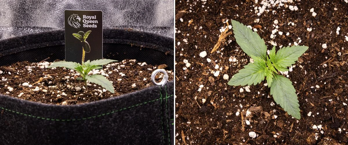 Raport uprawy Gaia F1 – Tydzień 1 Etap siewki Sadzonka konopi Gaia F1 w 1. tygodniu rosnąca w ziemi, z rozwijającymi się pierwszymi liśćmi właściwymi i zwartą wczesną strukturą w warunkach indoor