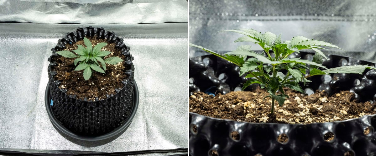 Sadzonka konopi North Thunderfuck w 1. tygodniu pokazująca pierwsze właściwe liście i zdrowy wczesny wzrost w glebie pod lampą LED
