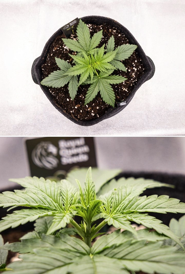 Raport z uprawy Gaia F1 – Tydzień 2 wczesny wzrost wegetatywny Roślina konopi Gaia F1 w 2. tygodniu rosnąca w glebie ze zdrowym wczesnym wzrostem wegetatywnym w warunkach indoor