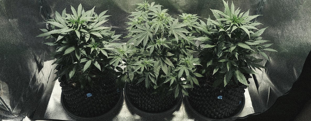 Lerne, wie man Autoflowers anbaut: Ein Woche-für-Woche-Leitfaden Lerne, wie man Autoflowers anbaut: Ein Woche-für-Woche-Leitfaden
