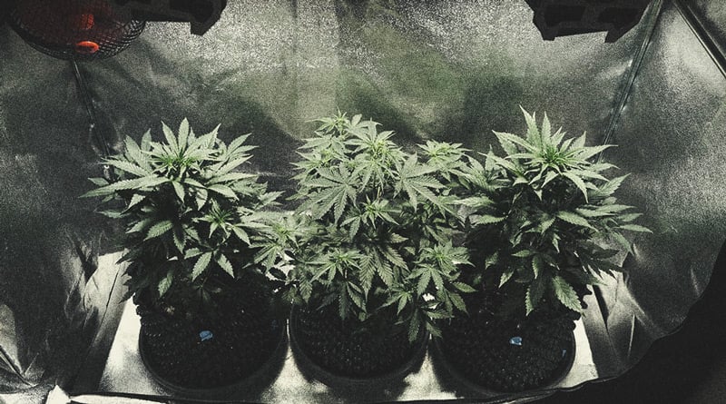 Lerne, wie man Autoflowers anbaut: Ein Woche-für-Woche-Leitfaden Lerne, wie man Autoflowers anbaut: Ein Woche-für-Woche-Leitfaden