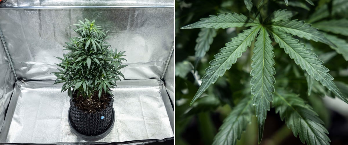 Rostlina konopí North Thunderfuck ve 4. týdnu vegetativního růstu s hustší korunou, silným větvením a zdravými vějířovitými listy rostoucí v půdě pod LED světlem