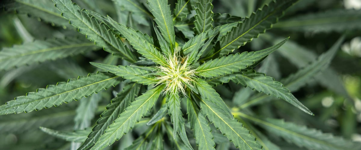 Roślina konopi North Thunderfuck w 5. tygodniu wczesnej fazy kwitnienia z nowymi białymi słupkami na miejscach kwiatowych i zdrowymi liśćmi wachlarzowymi pod światłem LED