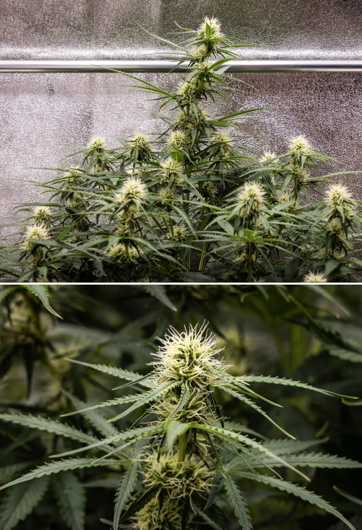 Raport z uprawy Gaia F1 – Tydzień 6 połowa kwitnienia Roślina konopi Gaia F1 w 6. tygodniu rosnąca w glebie ze zdrowym wzrostem w połowie fazy kwitnienia w warunkach indoor