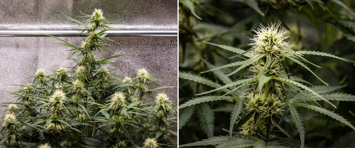 Raport z uprawy Gaia F1 – Tydzień 6 połowa kwitnienia Roślina konopi Gaia F1 w 6. tygodniu rosnąca w glebie ze zdrowym wzrostem w połowie fazy kwitnienia w warunkach indoor