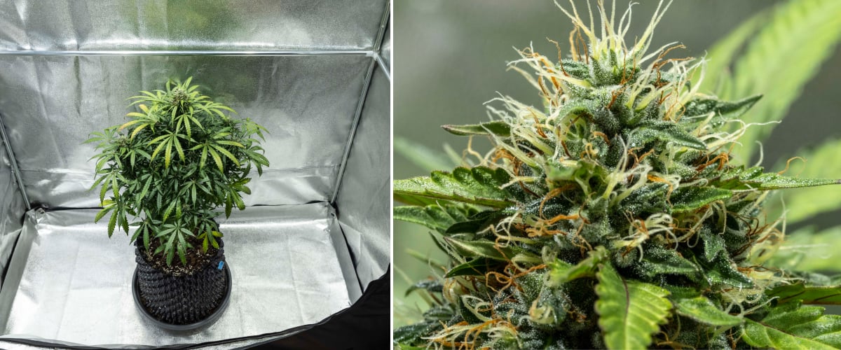 Roślina konopi North Thunderfuck w tygodniach 7–8 kwitnienia z powiększającymi się topami, gęstymi skupiskami słupków i rosnącą produkcją żywicy pod światłem LED