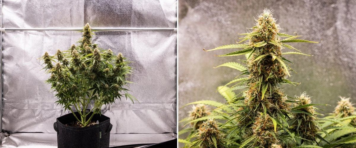 Raport z uprawy Gaia F1 – Tydzień 8 dojrzewanie kwiatów Roślina konopi Gaia F1 w 8. tygodniu rosnąca w glebie ze zdrowymi dojrzewającymi kwiatami w warunkach indoor