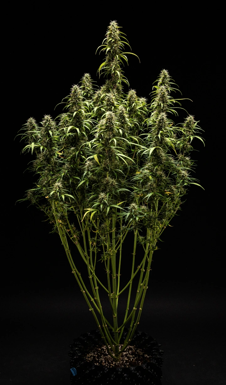 Raport Uprawy GOAT'lato Auto – Tydzień 9 Przygotowanie do Zbiorów Roślina konopi GOAT'lato Auto w 9. tygodniu z głównie mlecznymi i kilkoma bursztynowymi trichomami, zwartymi topami i intensywnym aromatem tuż przed zbiorem