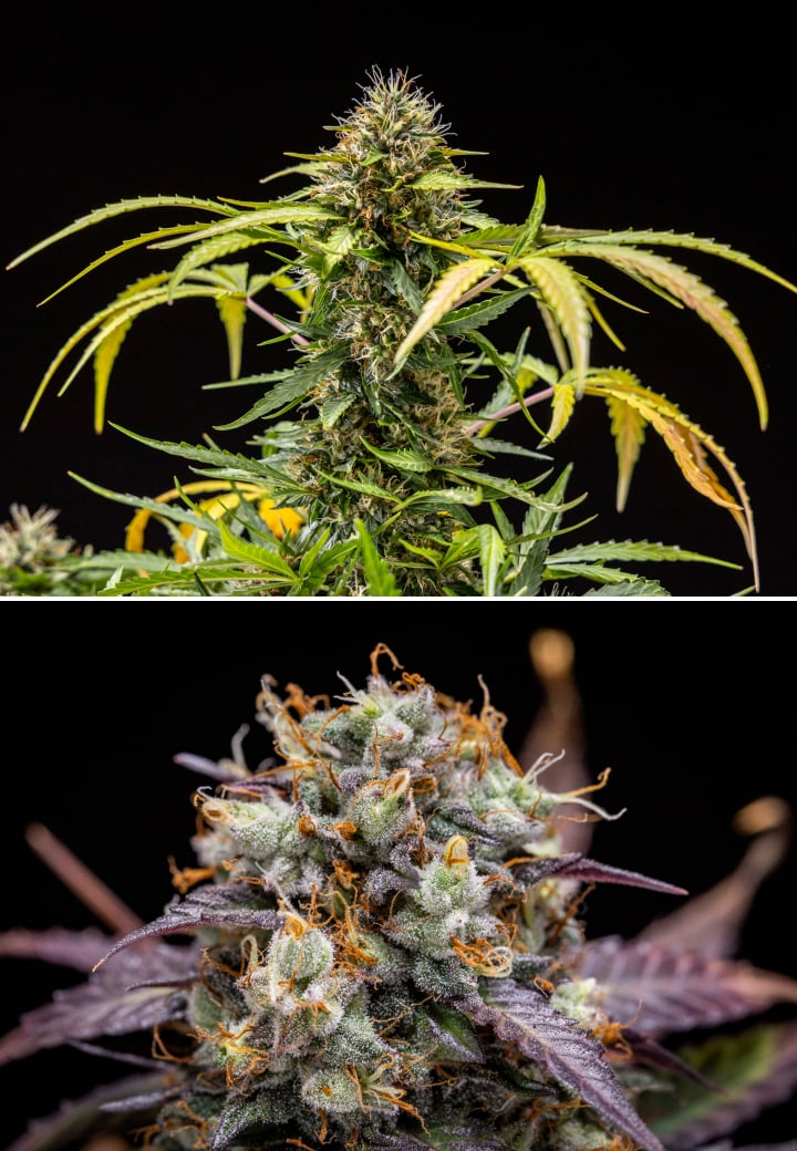 Roślina konopi North Thunderfuck w tygodniach 9–10 kwitnienia z w pełni rozwiniętymi topami, ciemniejącymi słupkami, dużą produkcją żywicy i oznakami gotowości do zbioru pod światłem LED