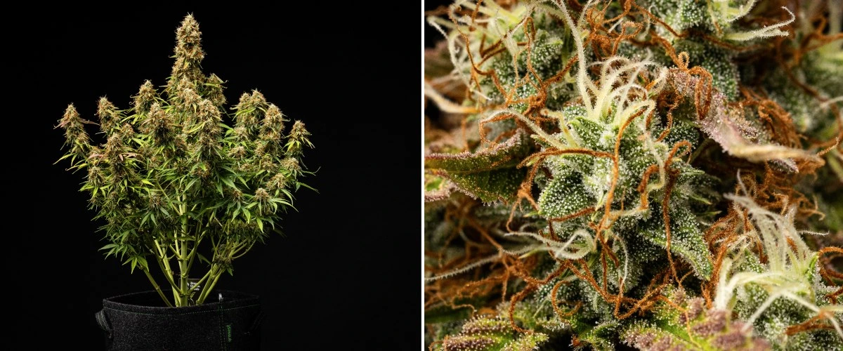 Raport z uprawy Gaia F1 – Tydzień 9-10 gotowa do zbioru Roślina konopi Gaia F1 w 9.-10. tygodniu rosnąca w glebie z dojrzałymi kwiatami gotowymi do zbioru w warunkach indoor