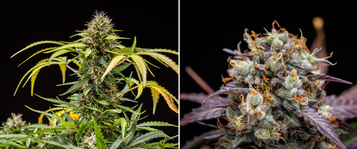 Roślina konopi North Thunderfuck w tygodniach 9–10 kwitnienia z w pełni rozwiniętymi topami, ciemniejącymi słupkami, dużą produkcją żywicy i oznakami gotowości do zbioru pod światłem LED