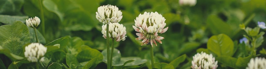 Companion Plants for Cannabis Companion Plants for Cannabis