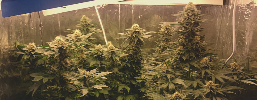 White Widow White Widow