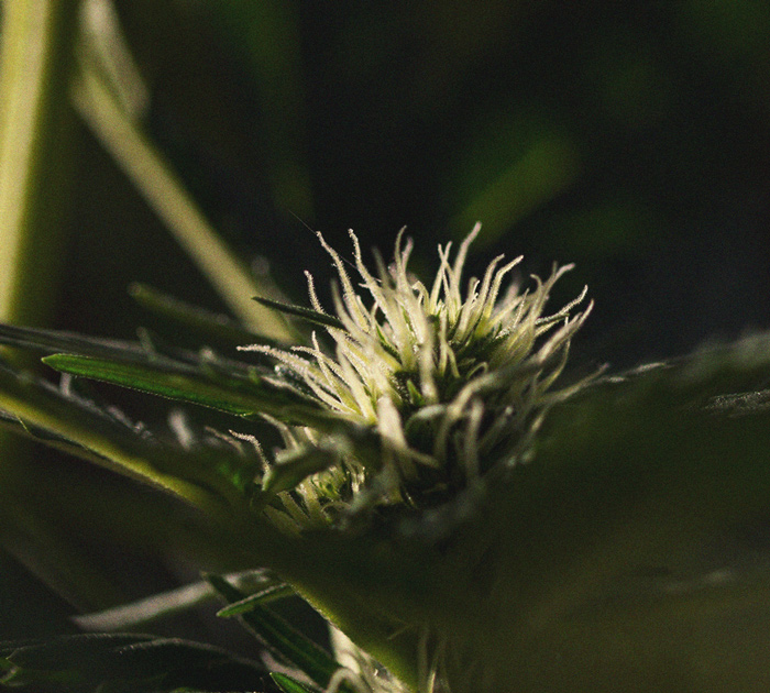 The Importance Of Pistils To Cannabis Growers The Importance Of Pistils To Cannabis Growers