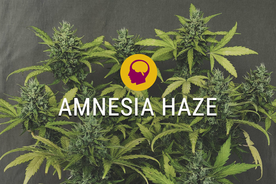 Feminizowana Amnesia Haze