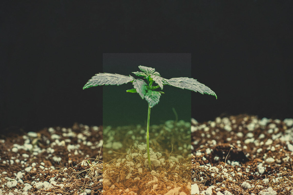 Kiełkowanie nasion marihuany – rozwiązywanie problemów