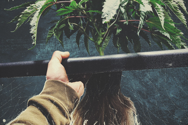 Przewodnik po hydroponicznej uprawie marihuany