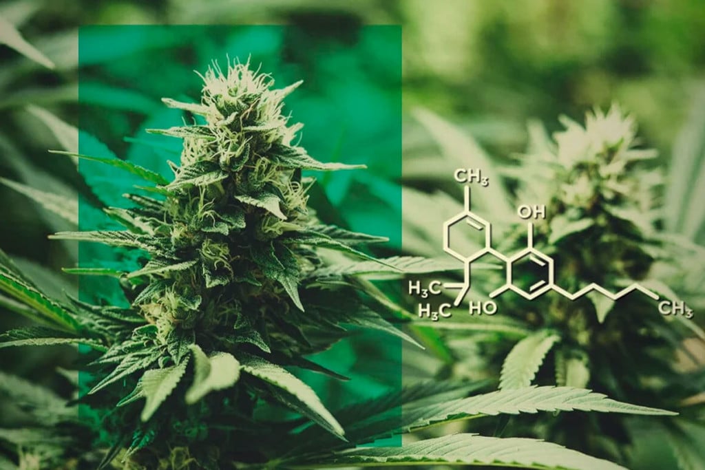 Kwiaty CBD: dozuj CBD bez THC