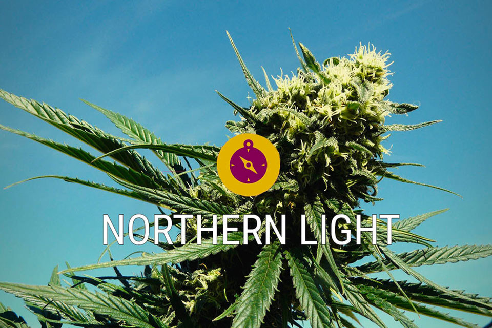 Northern Lights: klasyk cannabis i legendarna indica