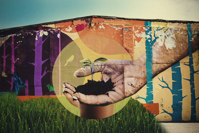 Wskazówki dotyczące uprawy automatycznych odmian marihuany outdoor