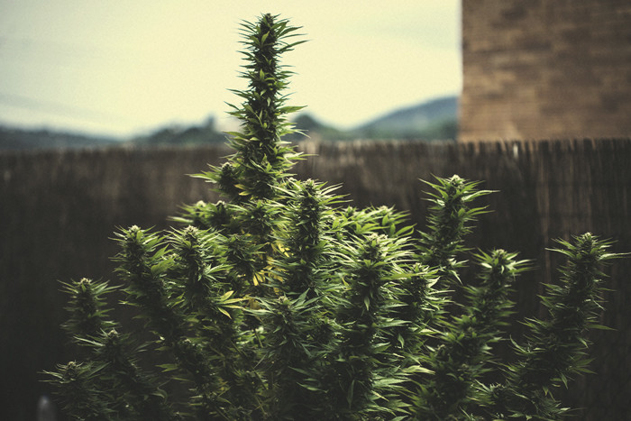 Zrozumienie wydajności roślin marihuany