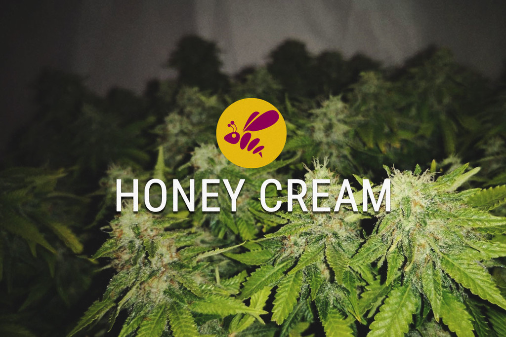 Honey Cream: słodka w każdym calu