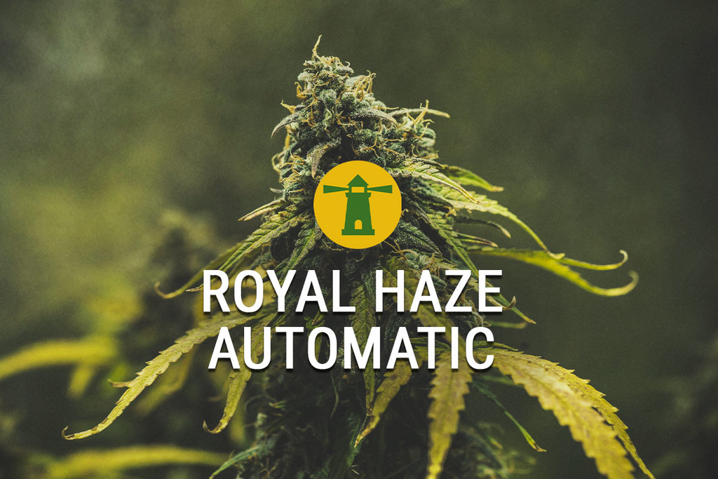 Autokwitnące nasiona konopi indyjskich odmiany Royal Haze A