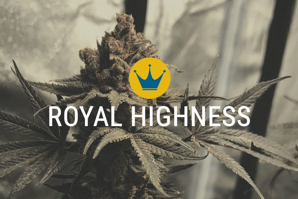 Royal Highness: harmonia CBD i THC