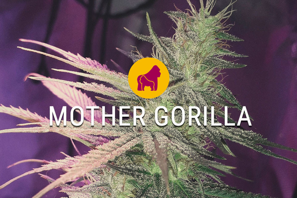 Royal Madre Feminized Cannabis Seeds