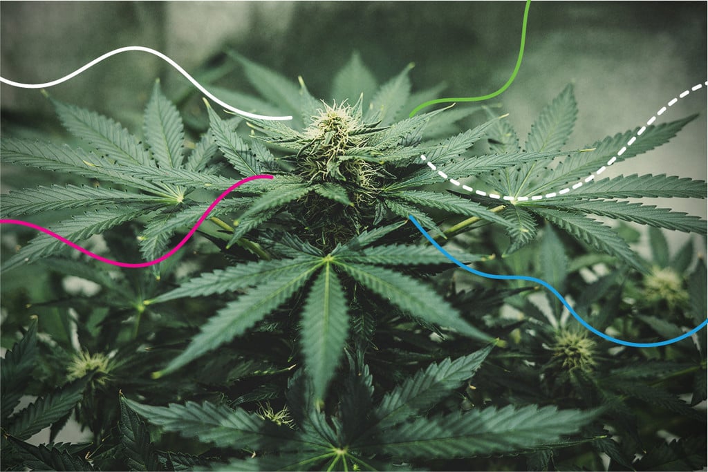 Odżywki RQS: najlepsze nawozy dla roślin cannabis