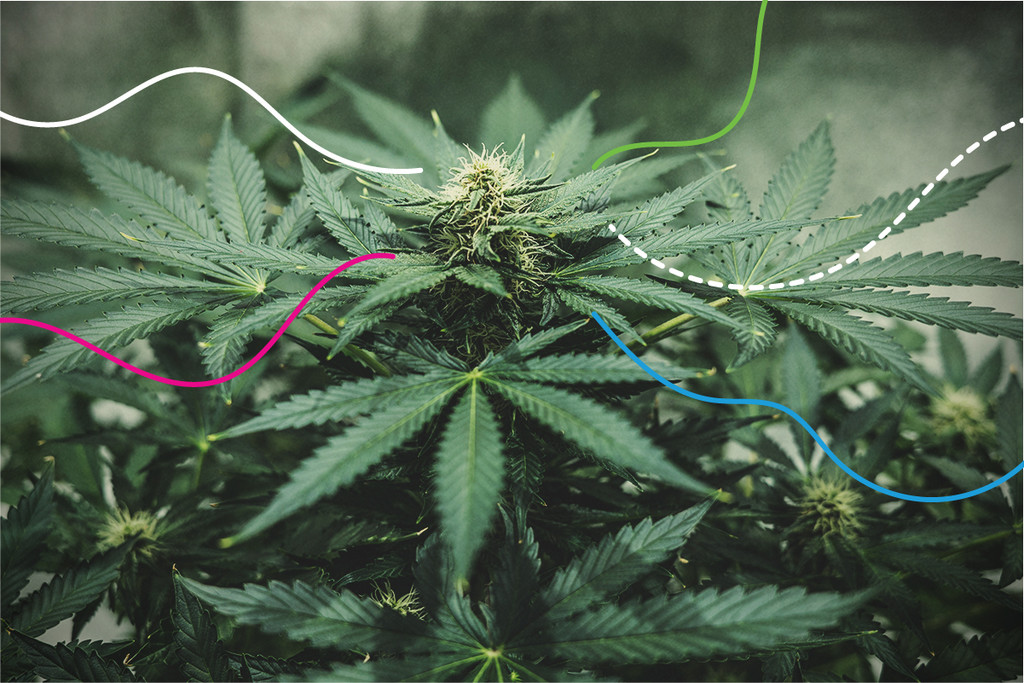 Odżywki RQS: najlepsze nawozy dla roślin cannabis