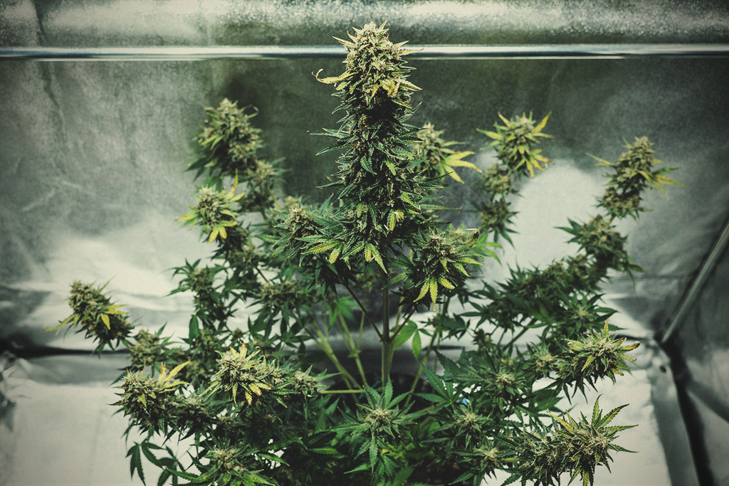 Dziennik uprawy Fat Banana Auto 