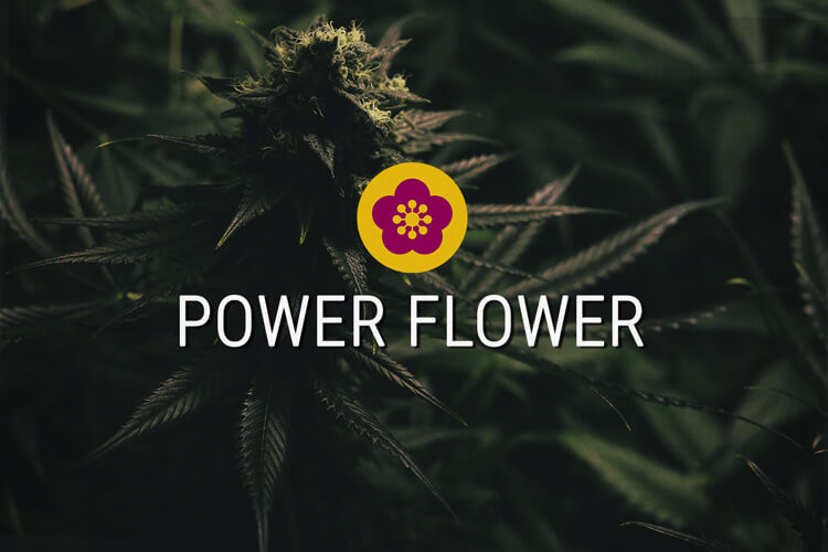 Power Flower Feminizowane nasiona konopi