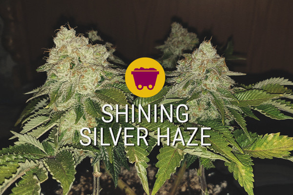 Shining Silver Haze feminizowane nasiona konopi