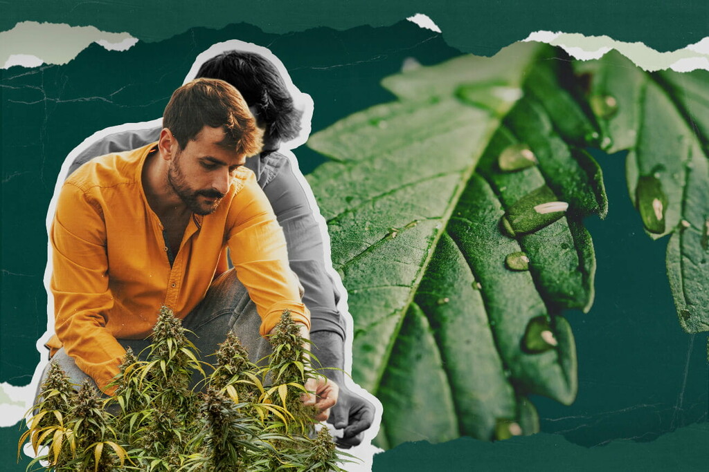 Czym jest gutacja marihuany? Wszystkie niezbędne informacje