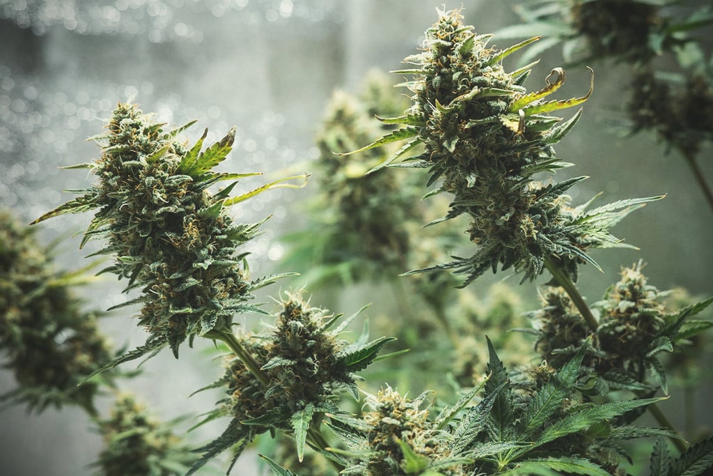 Uprawa automatycznie kwitnących odmian marihuany indoor