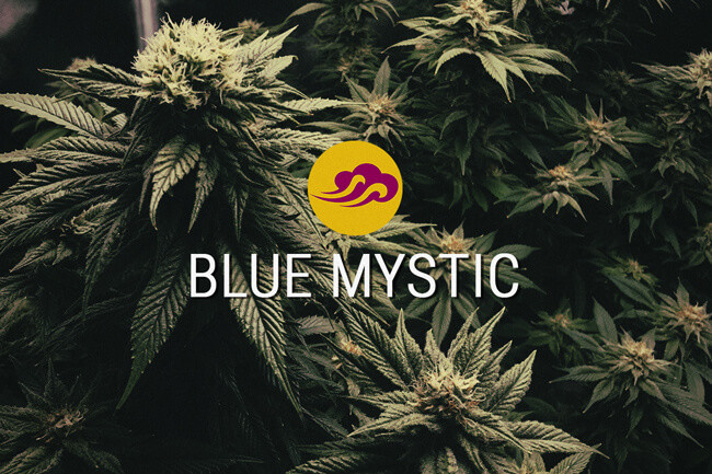 Blue Mystic: wyhodowana dla smaku i relaksujących efektów