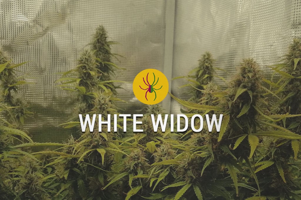 White Widow: wielka duma Niderlandów