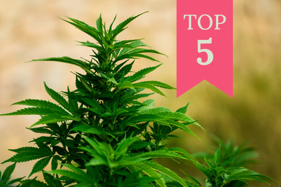 Pięć najlepszych odmian marihuany do uprawy outdoor w 2020 roku 