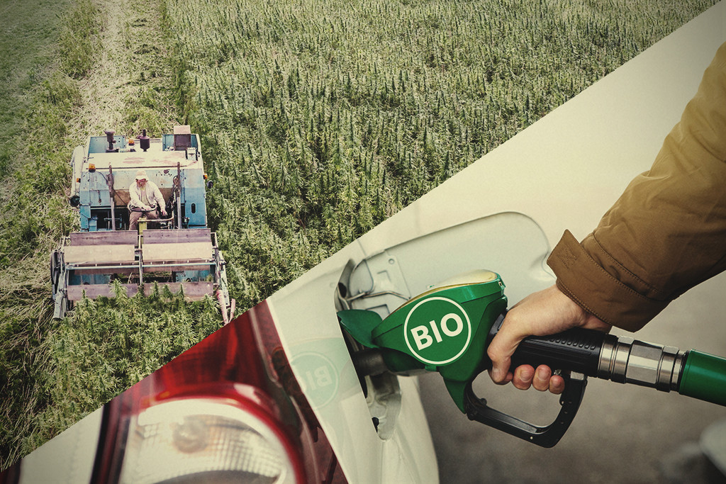 Biopaliwo z konopi: czy to odpowiedź na kryzys środowiskowy?