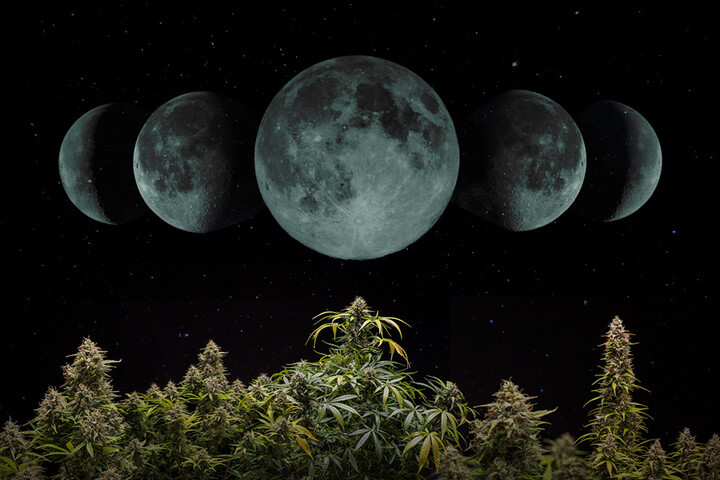 Jak uprawiać cannabis zgodnie z cyklem Księżyca [2022]