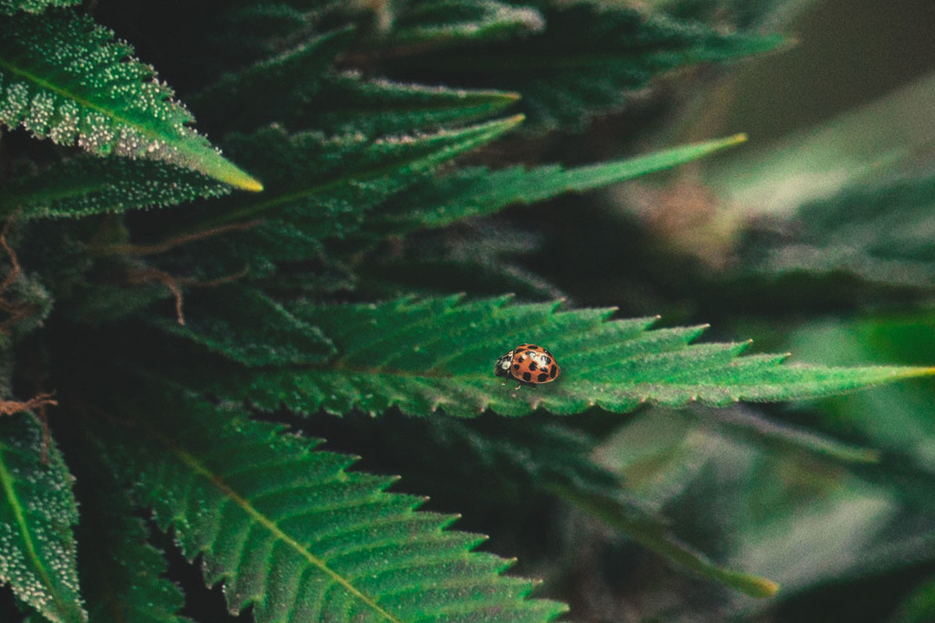 Cannabis 101: Biedronki jako naturalne rozwiązanie na przędziorki