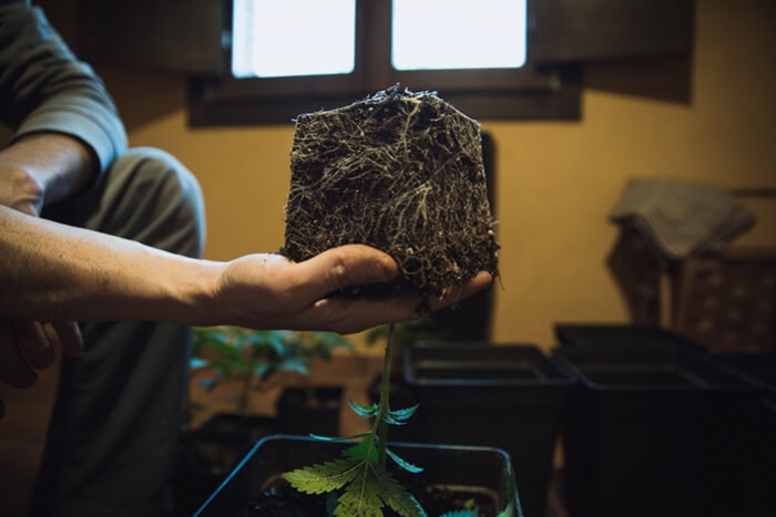 Jak i kiedy przesadzać rośliny cannabis
