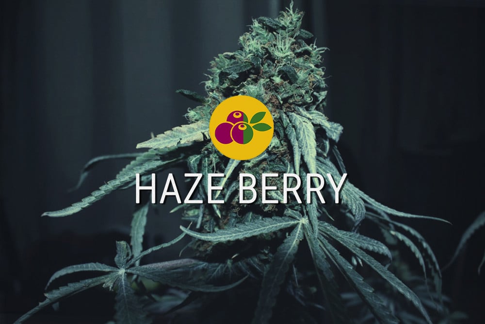 Haze Berry feminizowane nasiona konopi