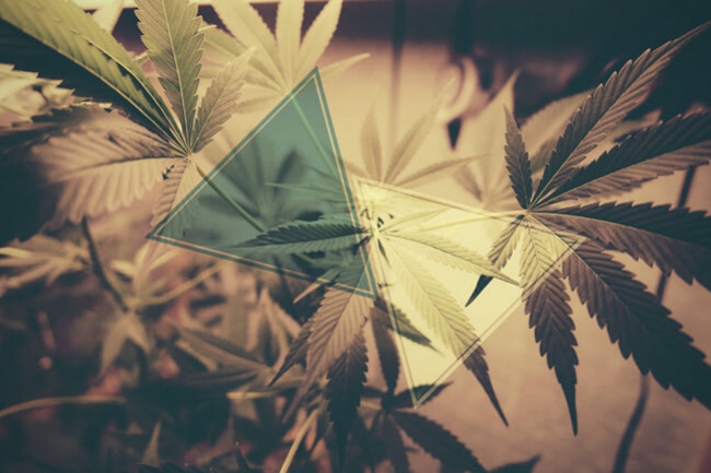 Czy CBD neutralizuje psychoaktywne efekty THC?