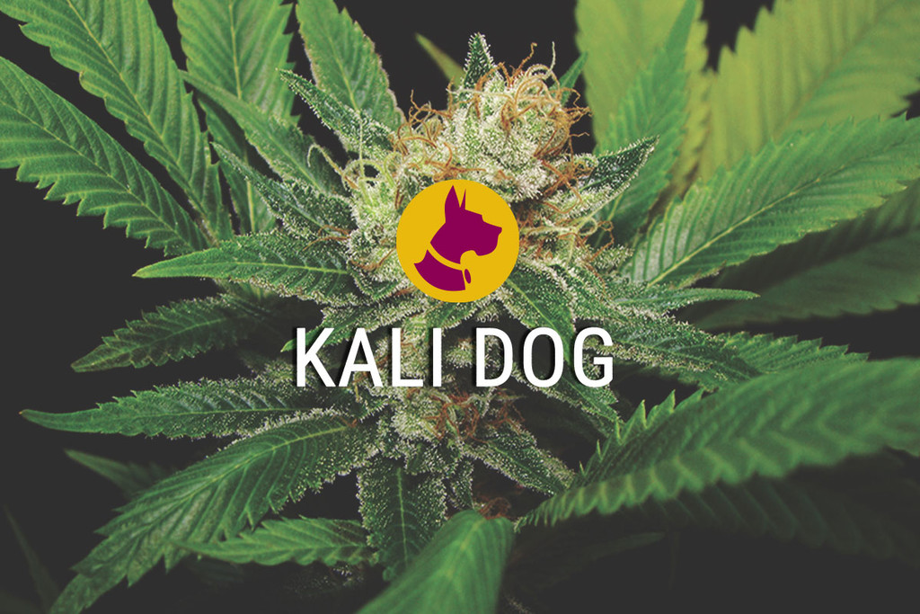 Kali Dog - odważna, silna i wspaniała odmiana marihuany