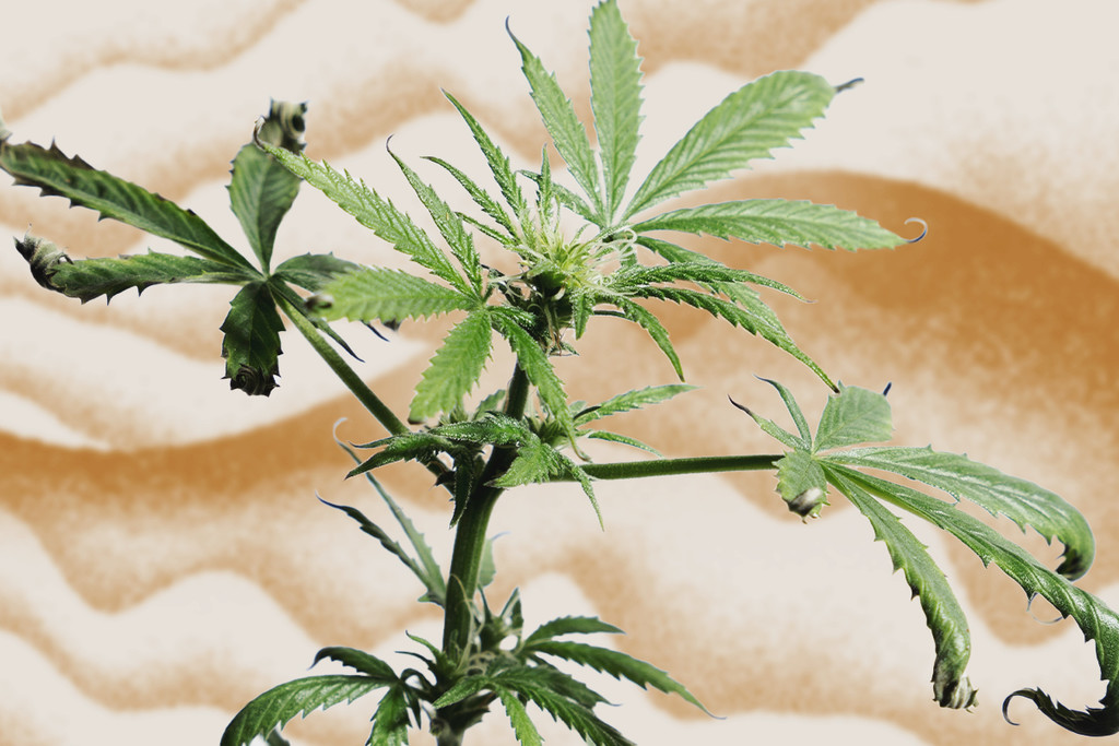 Jak chronić rośliny marihuany przed stresem cieplnym